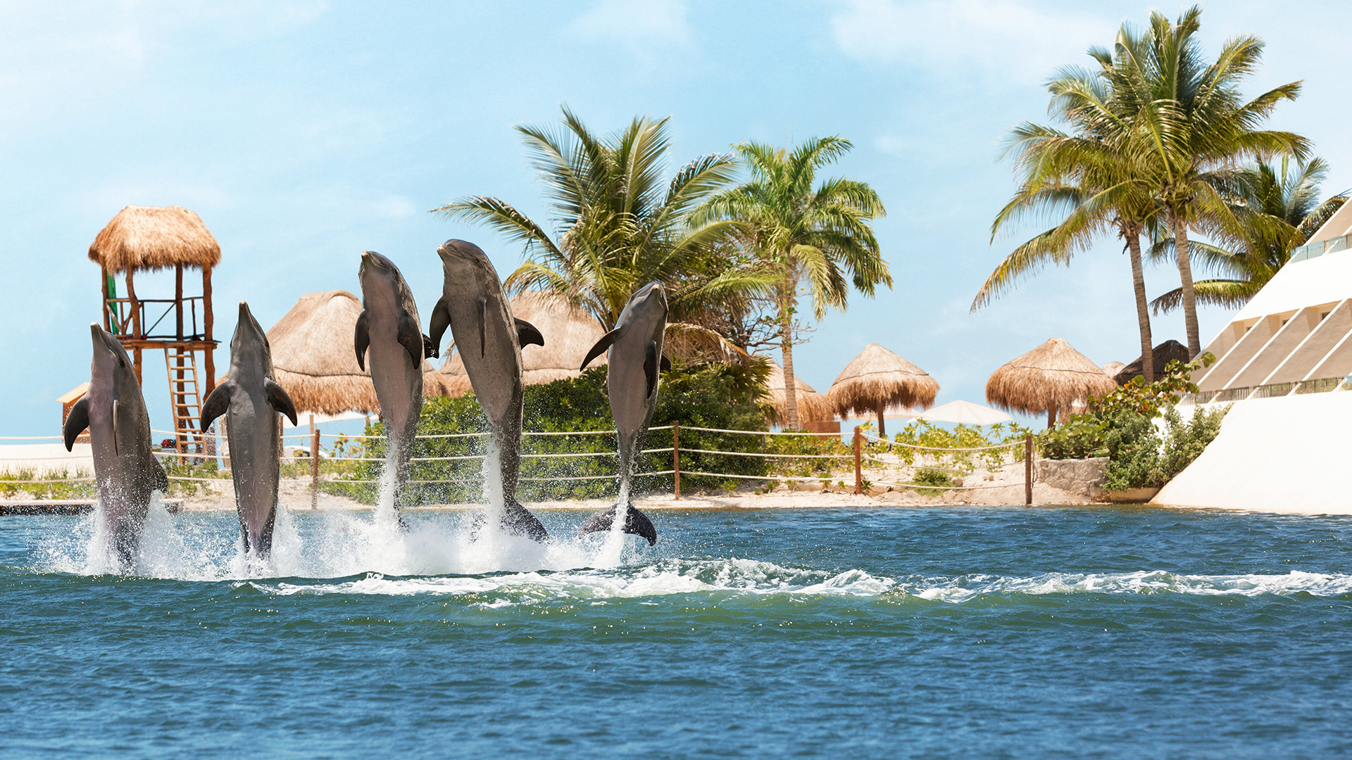 Nado con Delfines en Punta Cancún - Emysa Tours